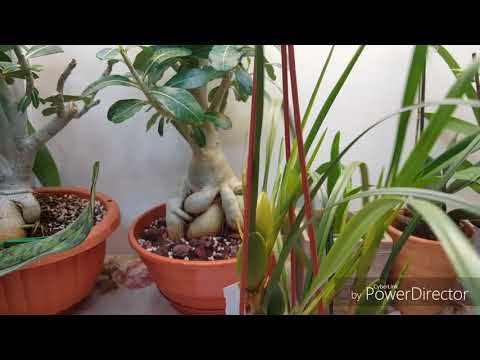 Видео: Maxillaria tenuifolia-уход зимой