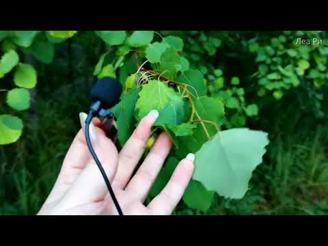 Видео: ASMR на природе🌿АСМР Мистический туман в лесу🌲Звуки природы, пение птиц, шепот на петличку LoFi