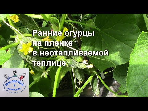 Видео: Ранние огурцы на пленке в неотапливаемой теплице