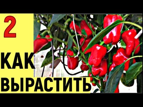 Видео: ВЫ СПРАШИВАЛИ КАК Я ВЫРАЩИВАЮ ПЕРЕЦ часть2