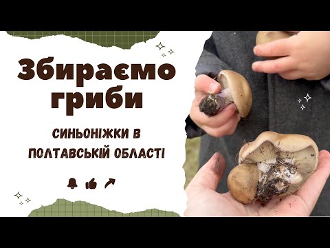 Видео: ЗНАЙШЛИ СИНОНІЖКИ! ЗБИРАЄМО НАЙСМАЧНІШІ ОСІННІ ГРИБИ | ЖИТТЯ В СЕЛІ НА ПОЛТАВЩИНІ