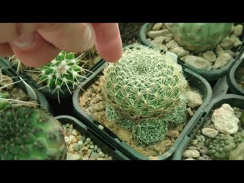 Видео: Когда и как поливать кактусы — пик вегетационного периода