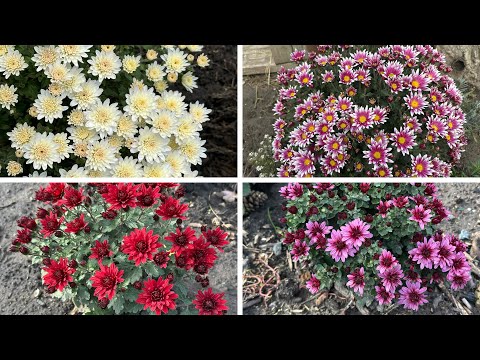 Видео: Обработала хризантемы — показываю, как они выглядят сейчас!