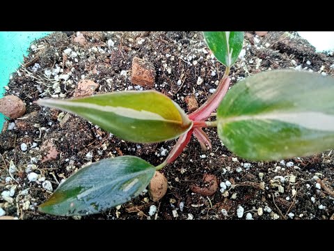 Видео: Комнатные цветы. Грунт пришёлся по вкусу филодендронам.