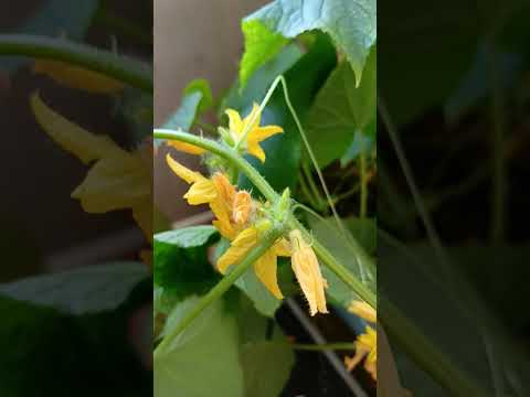 Видео: Огородик 21 июня 2025 г.