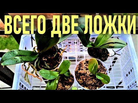 Видео: ВСЕГО ДВЕ ЛОЖКИ  ЭТОГО👍 ДЛЯ НОВЫХ ОРХИДЕЙ: АДАПТИРУЕМ, НАРАЩИВАЕМ КОРНИ, ЛИСТЬЯ И ПОЛУЧАЕМ ЦВЕТЕНИЕ!