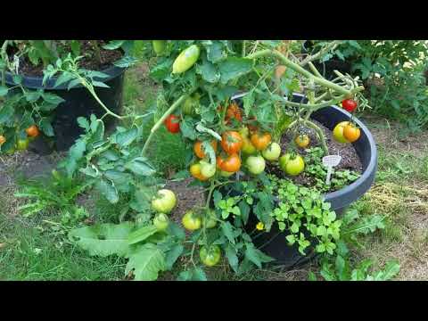 Видео: Супер УРОЖАЙ томатов в ведрах, бочках, вазонах и больших емкостях.