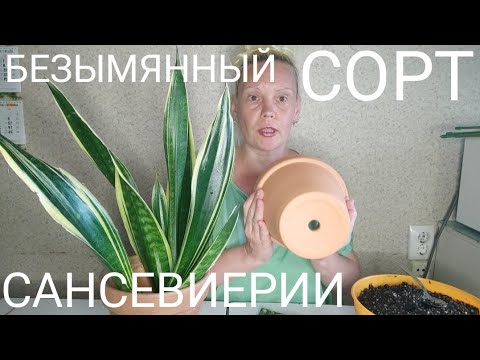 Видео: Неожиданная покупка сансевиерии #сансевиерия #sansevieria #snakeplant