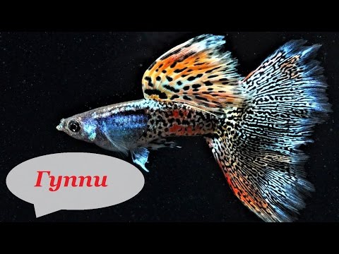 Видео: Гуппи аквариумные рыбки. Содержание, уход, размножение, кормление, совместимость