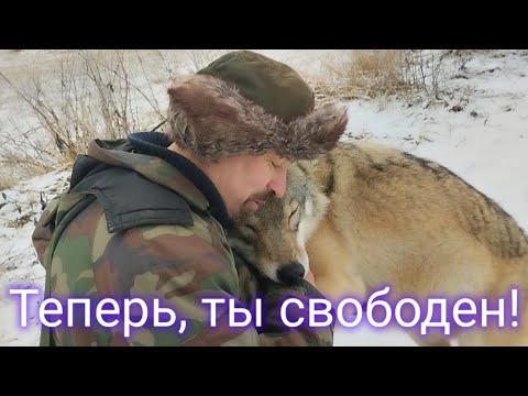Видео: ОТПУСКАЮ ВОЛКА НА ВОЛЮ по многочисленным просьбам! Let THE WOLF GO FREE!