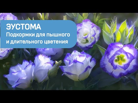 Видео: Подкормки для пышного и длительного цветения эустомы.
