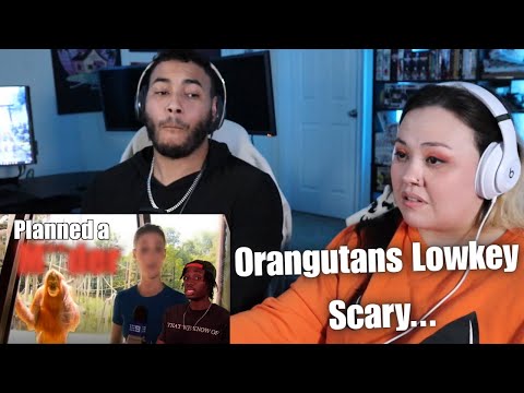 Видео: OtakuCouple отреагировал на потенциально пугающий интеллект орангутанга от Casual Geographic