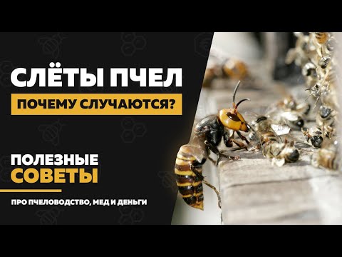 Видео: Слет пчел — 10 причин, почему слетают пчелы осенью и весной