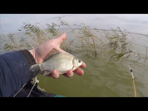 Видео: озеро УЕЛГИ,РЫБЫ МНОГО но КАРАСЬ МЕЛКИЙ❗