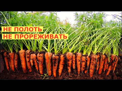 Видео: Вырастить МОРКОВЬ как дважды два!