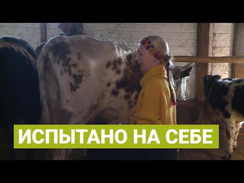 Видео: С чего начинается утро фермера в Якутии
