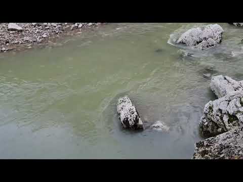 Видео: Тисо-Самшитовая роща. Сочи Хоста 15 октября 24 года