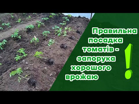 Видео: Правильна посадка томатів - запорука хорошого врожаю!