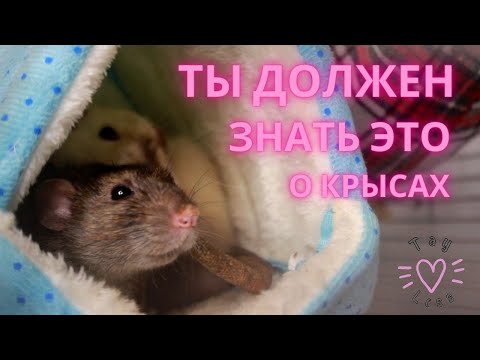 Видео: 10 ВЕЩЕЙ, КОТОРЫЕ НУЖНО ЗНАТЬ, ПРЕЖДЕ ЧЕМ ЗАВОДИТЬ КРЫС!