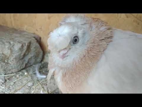 Видео: Обзор двухчубой азиатской.#pigeon #голуби #такла #двухчубые #оспа #креолин #болезни #бишкек