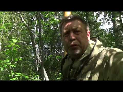 Видео: Как снять бересту длинной лентой