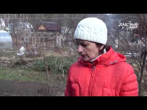 Видео: Обрезка  жимолости весной. Уход за жимолостью. Сайт "Садовый мир"