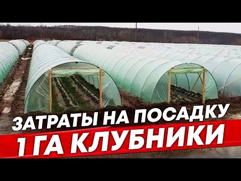 Видео: Расчет затрат на посадку 1га клубники от маг. Агродом и И. Кучмы.