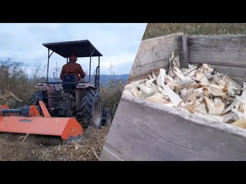Видео: Ламаю кукурудзу 🌽🌽🌽й відразу мульчую...