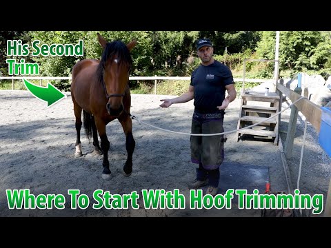 Видео: Основы обрезки копыт: основы обработки копыт для придания им формы и комфорта (при участии г-на У...