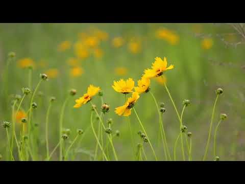 Видео: Практика Долюбить и Добаюкать себя в детстве