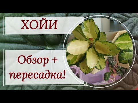 Видео: Хойи! Обзор коллекции + большая пересадка!