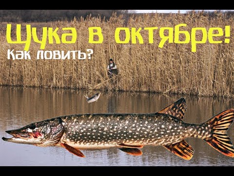 Видео: Как и на что и где ловить щуку в октябре? Секреты ловли щуки в октябре!
