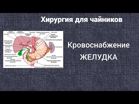 Видео: Хирургия для чайников. Кровоснабжение желудка.