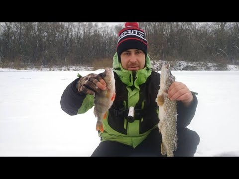 Видео: Очень Голодные Окуня на Живца. Рыбалка на Реке Зимой