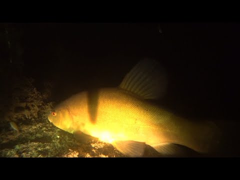 Видео: Ночная подводная охота 02.09.2022. Встреча с бобром.