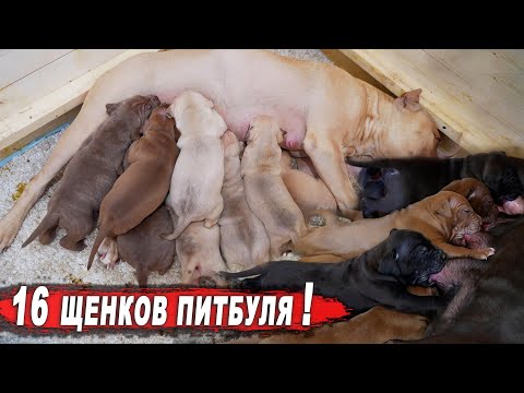 Видео: Щенки питбуля вцепились как пиявки !!! У КИМИ БОЛЬШИЕ ПРОБЛЕМЫ С ТИТЬКОЙ.... !!! Большая глистогонка