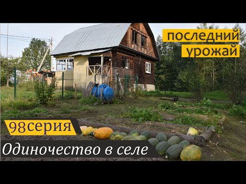 Видео: Кабачки и картофель: фиолетовый урожай ушедшего лета. Одиночество в селе, серия 98