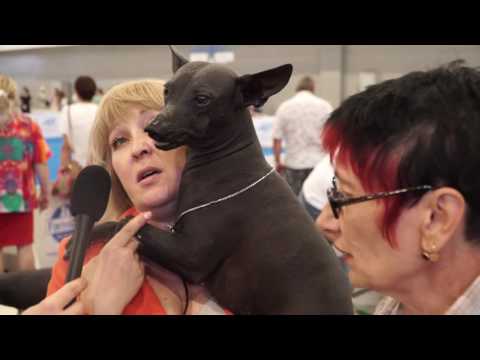 Видео: Владельцы собак о породе ксолоитцкуинтли на World Dog Show 2016