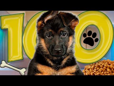 Видео: 100 Фактов О Собаках