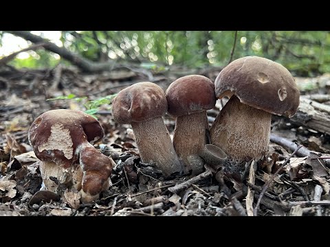 Видео: ГРИБНИК ПОПАЛ В НЕТРОНУТЫЙ ДУБОВЫЙ ЛЕС ЗАРОСШИЙ БОРЩЕВИКОМ И БОРОВИКАМИ ! Грибы 2025 !