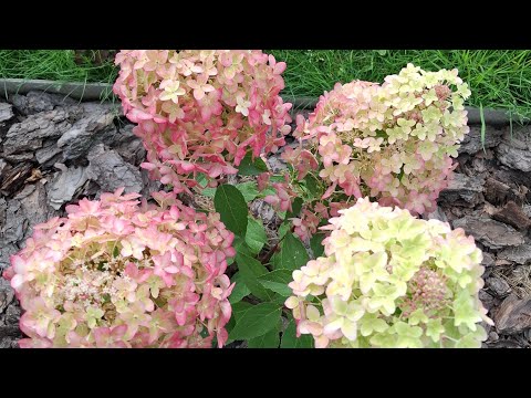 Видео: Гортензия Металлика в открытом грунте и кашпо!🌺🌿|25 августа 2025г.|#гортензииметельчатые #металлика 