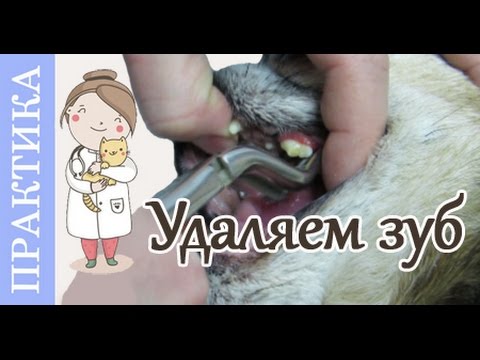 Видео: Удаление зубного камня у собак.