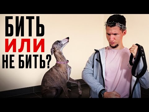 Видео: Самый неочевидный способ исправления агрессии