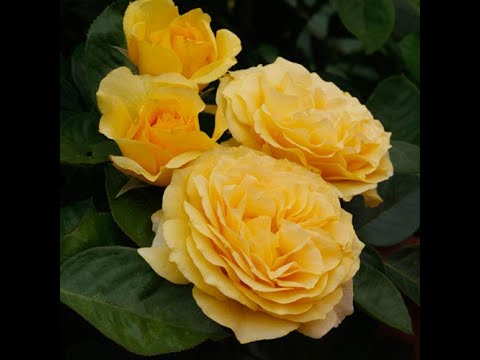 Видео: Кормление роз в течении сезона-подводим итоги. Питомник роз Полины Козловой, rozarium.biz