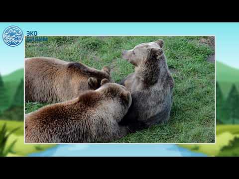 Видео: Балдарга экология жөнүндө