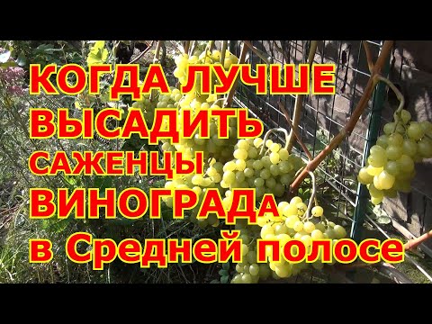 Видео: Когда ЛУЧШЕ ВЫСАЖИВАТЬ САЖЕНЦЫ винограда в Средней полосе