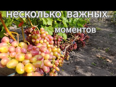 Видео: Несколько важных моментов о винограде. Осыпание, полив, гниют ли корни.