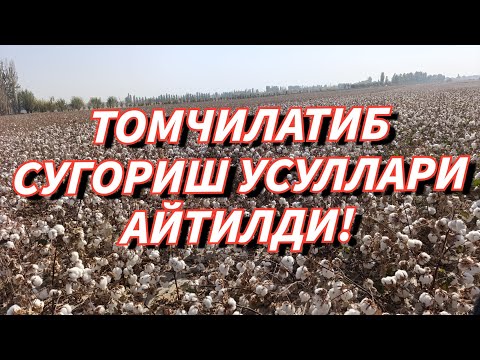 Видео: ГЕКТАРИДАН 6,2 ТОННА ПАХТА ОЛГАН ДЕХКОНЛАР!