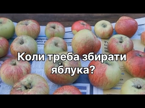 Видео: Найкращі дні для збору яблук.Як визначити, що яблука достигли? Як збирати та зберігати яблука?