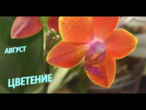 Видео: Цветение  моих орхидей  Август 2019